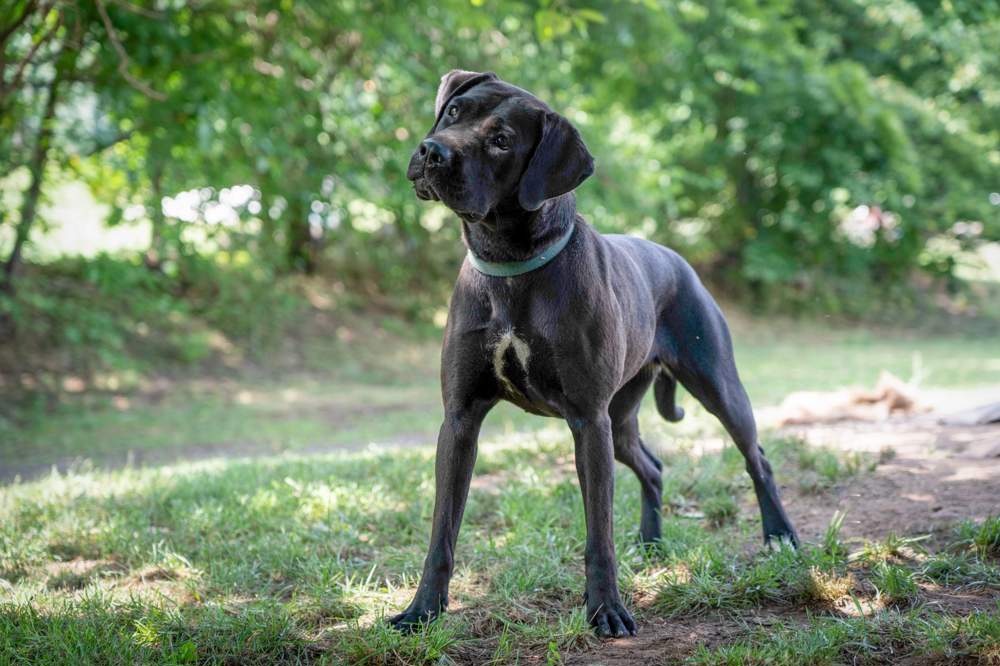 Laika