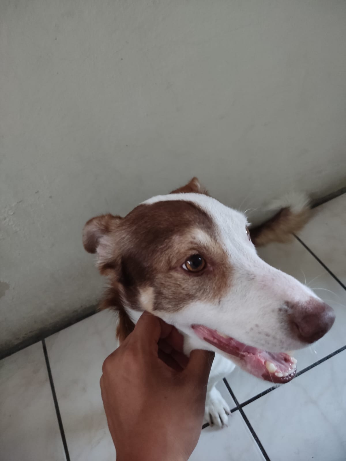 Canelo