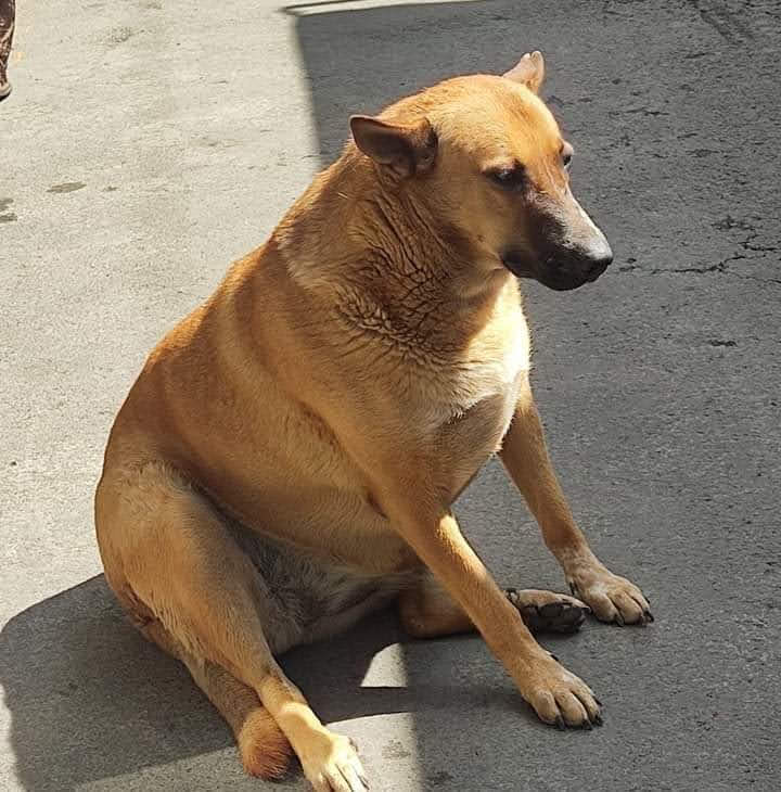 Toño