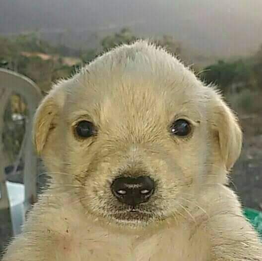 Tulito